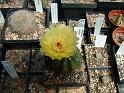 Notocactus acutus